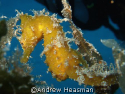 Seahorse on the anchor of the Rozi wreck, Malta. by Andrew Heasman 